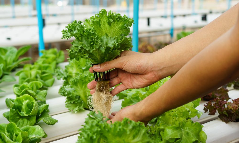 Read more about the article Common Food-Grade Plastics in Everyday Items